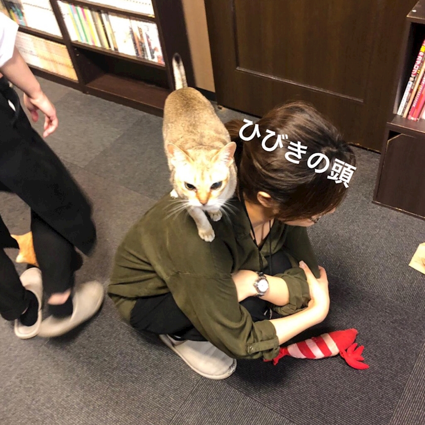 コットンクラブ ひびき