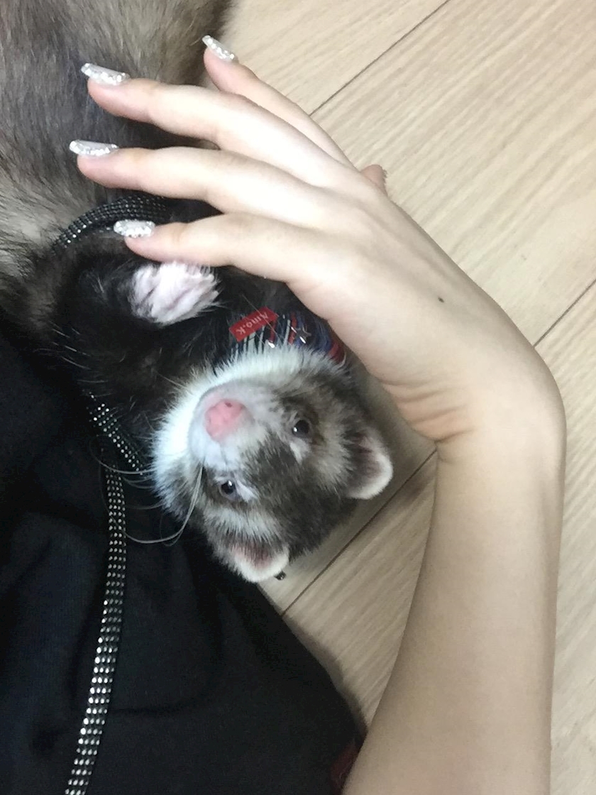 コットンクラブ ひびき