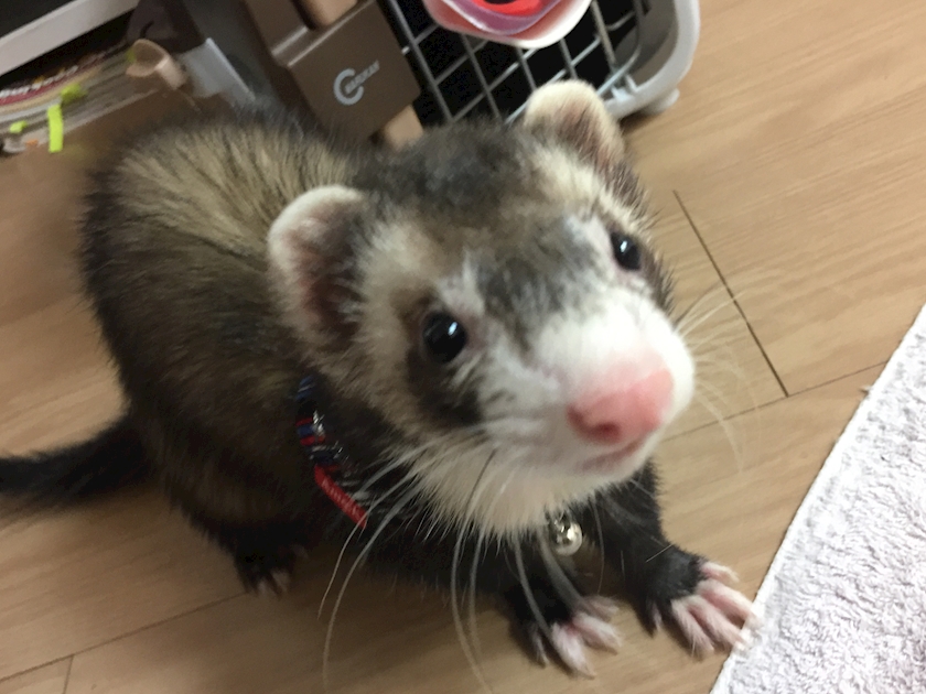 コットンクラブ ひびき